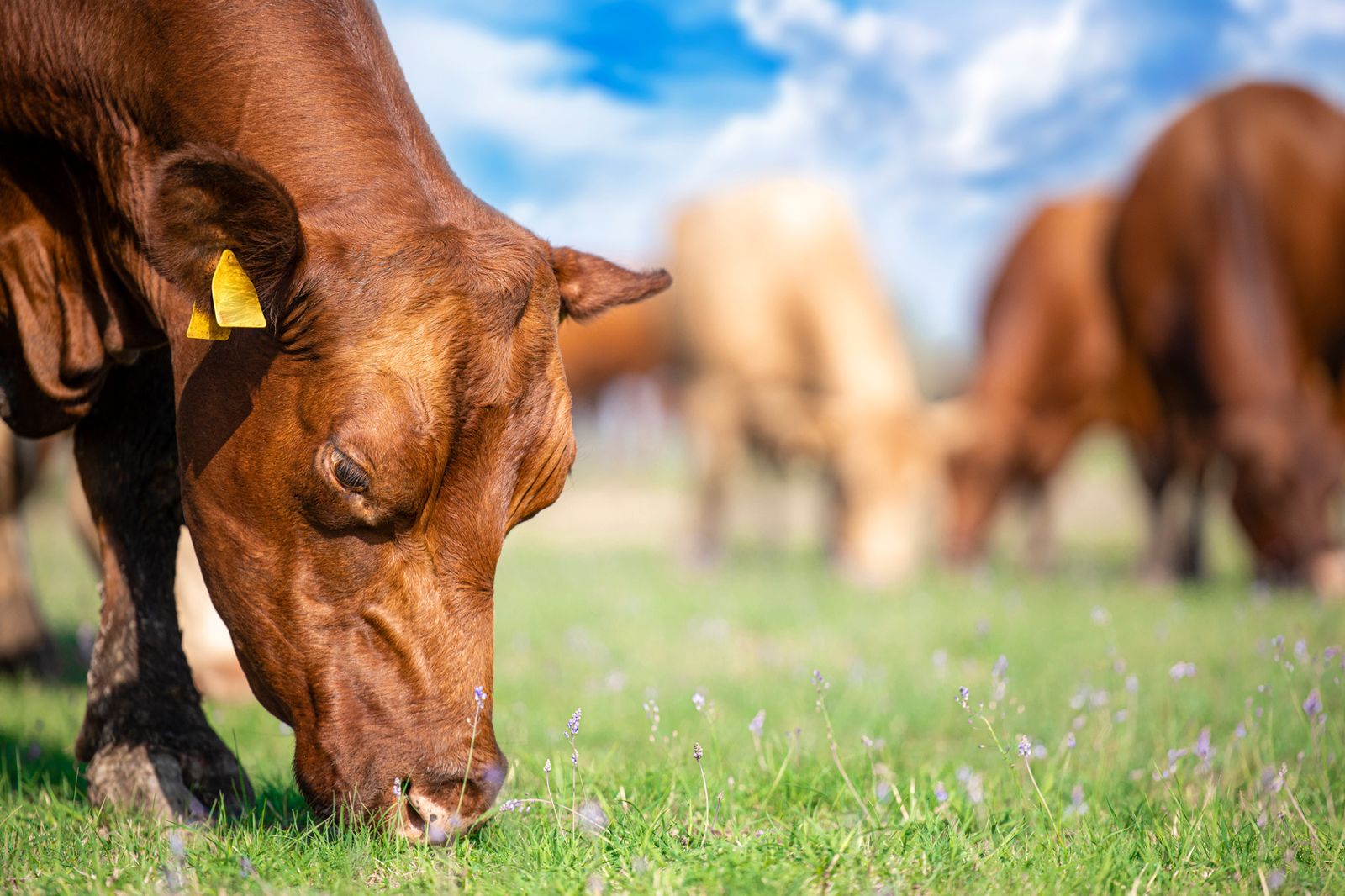 Cattle grazing in an open green pasture