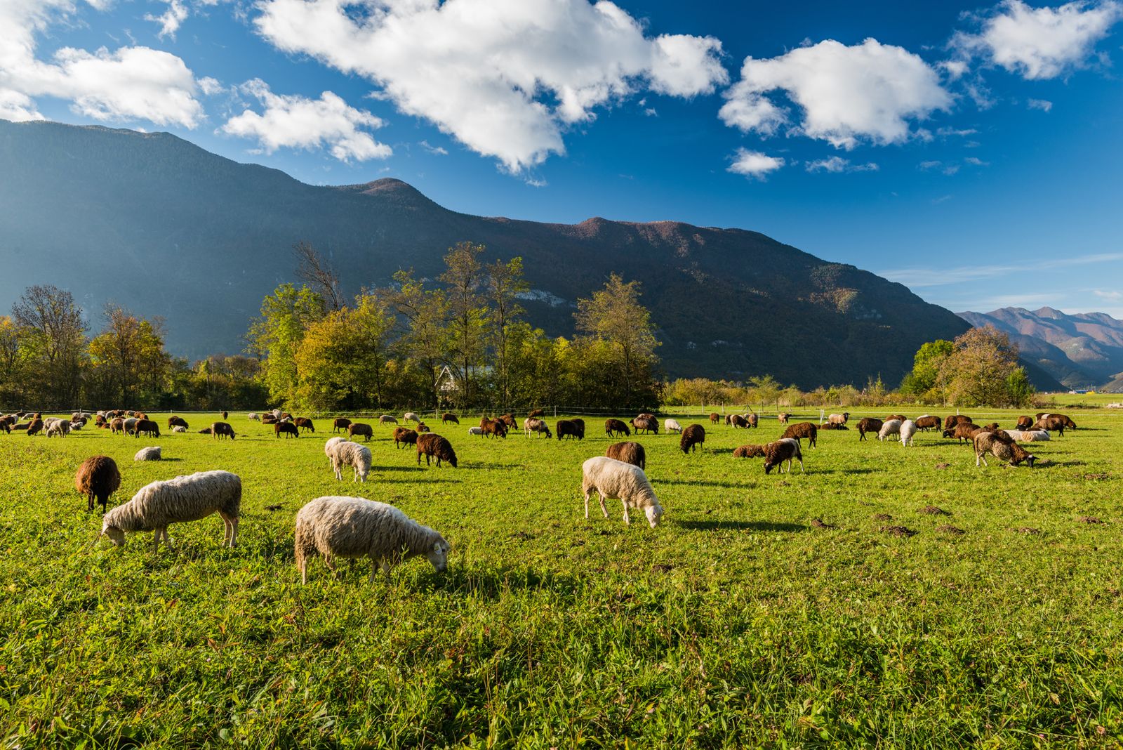 Sheep grazing on green pasture